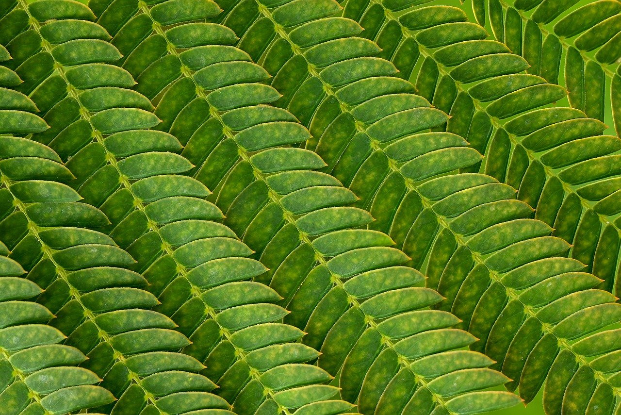 Ways to Create Shade in Your Garden